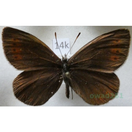 Erebia meta Staudinger, 1886 Kyrgyzstan14k